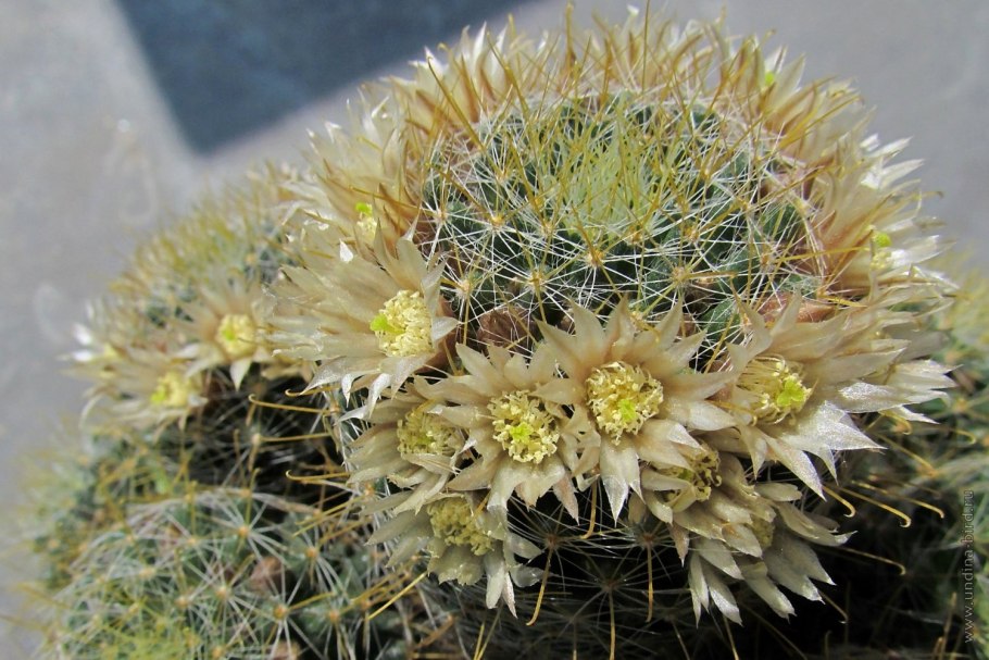 Кактус Mammillaria