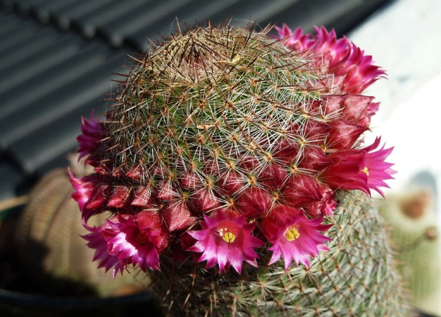 Маммиллярия гана