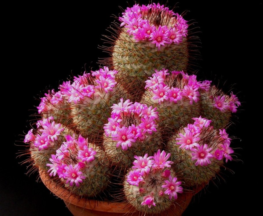 Маммиллярия Дехердта