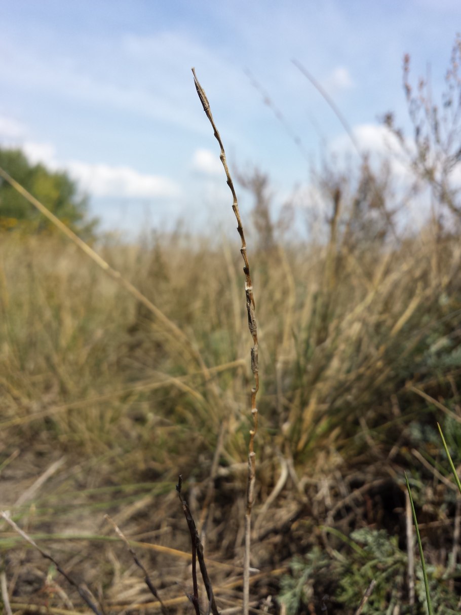 Pholiurus pannonicus