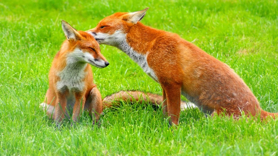 Лисица (Vulpes Vulpes)