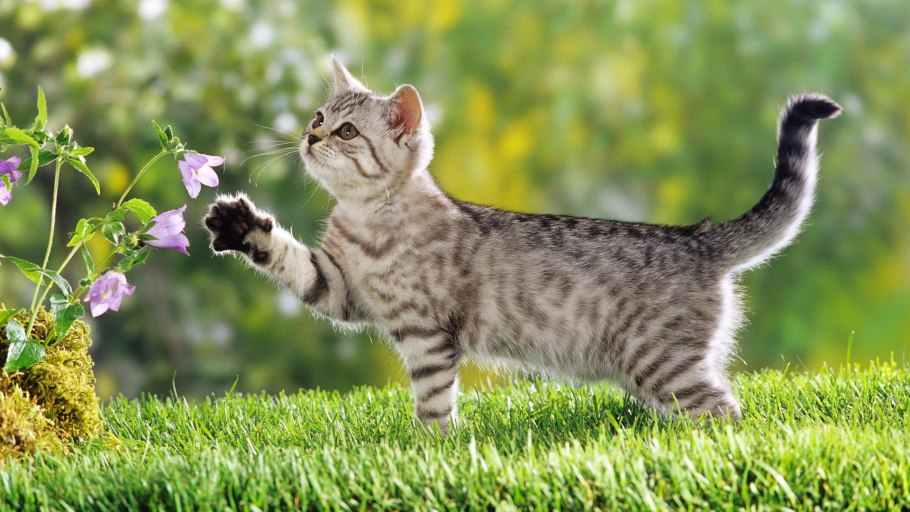 Египетская МАУ кошка