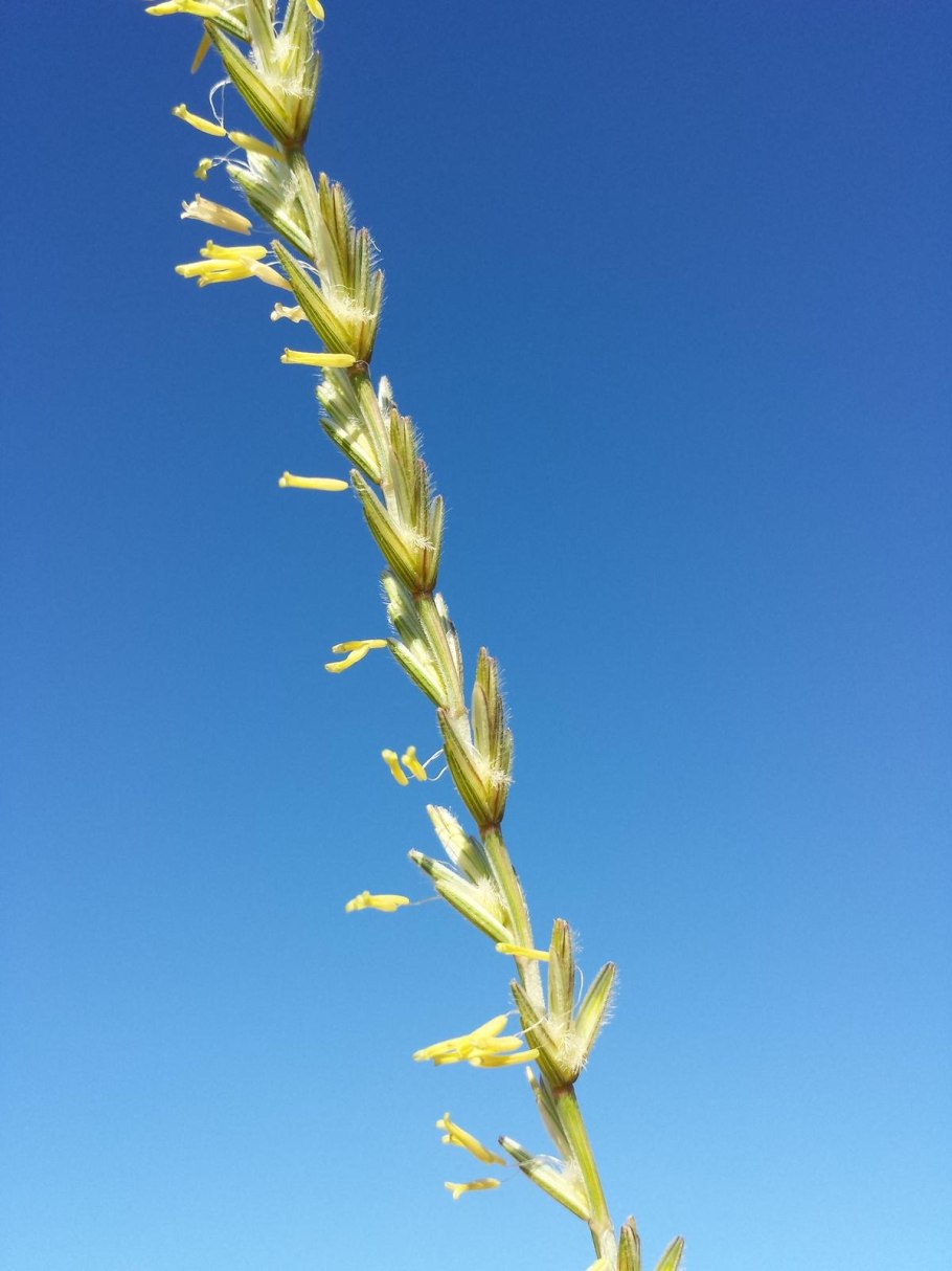 Thinopyrum Intermedium