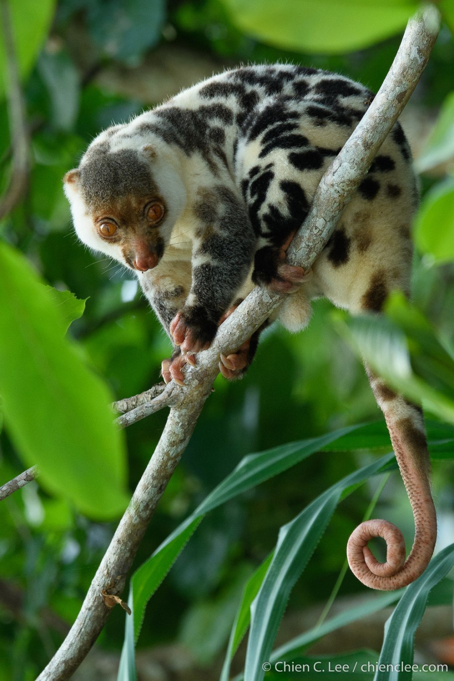 Австралийский кускус