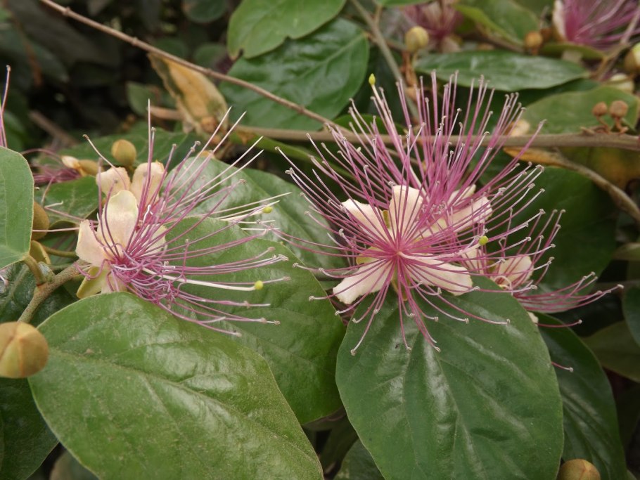 Бурачок сорняк