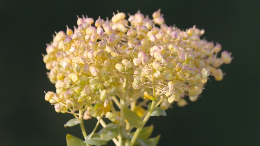 408. Arabidopsis thaliana