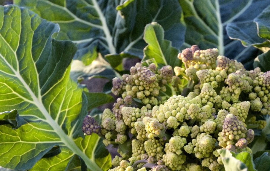 Растение паучник фото