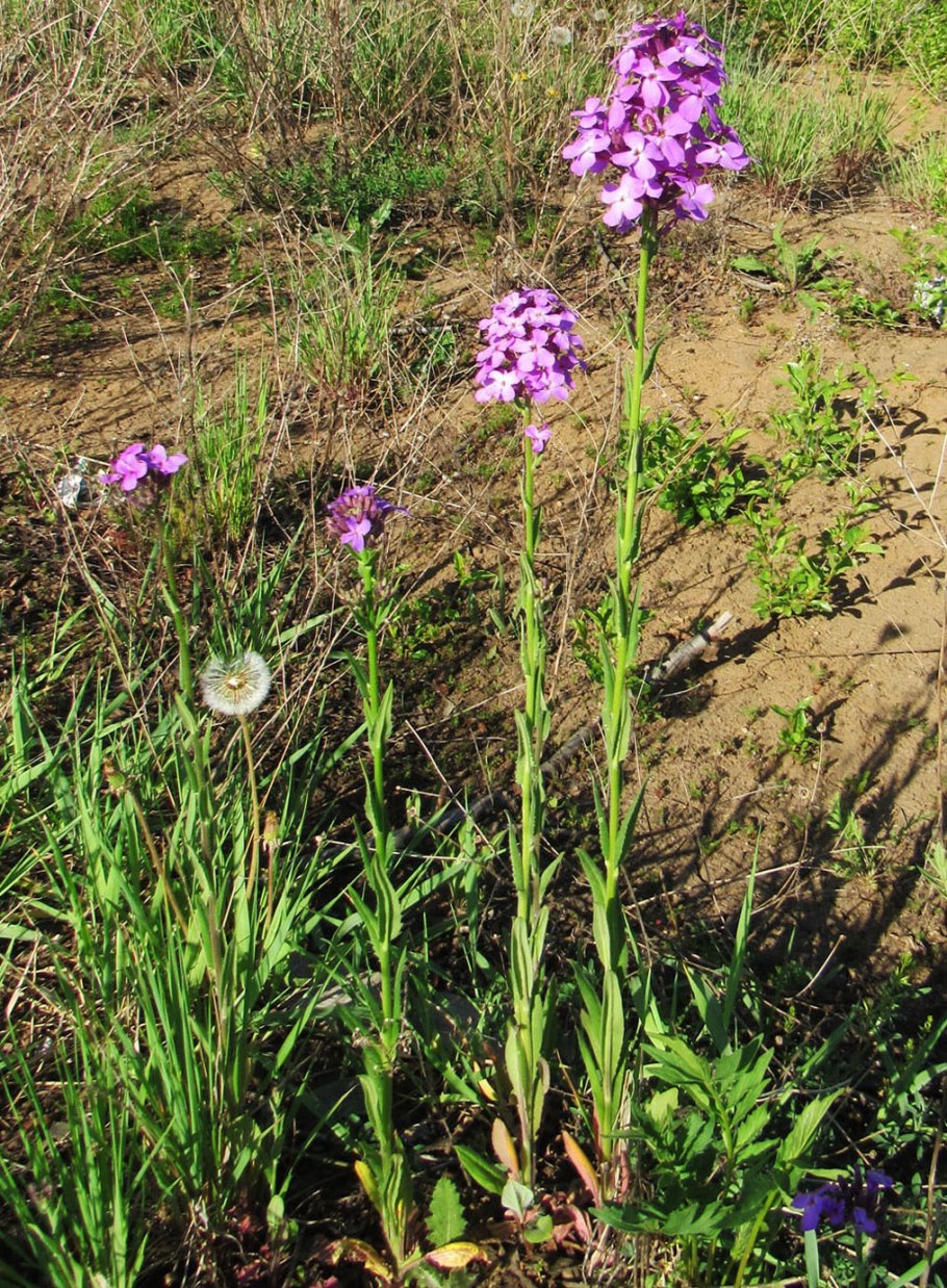 Capparis mucronifolia