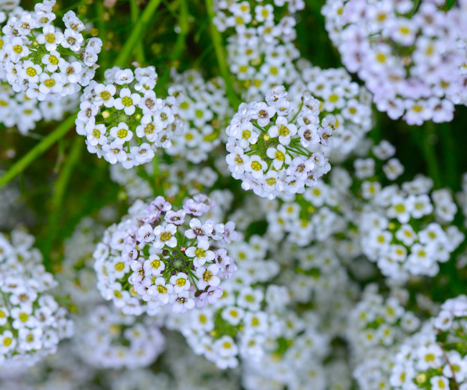 Алиссум lobularia maritima