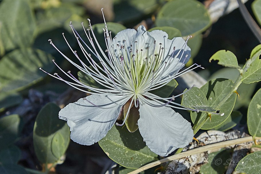 Capparis herbacea каперсы