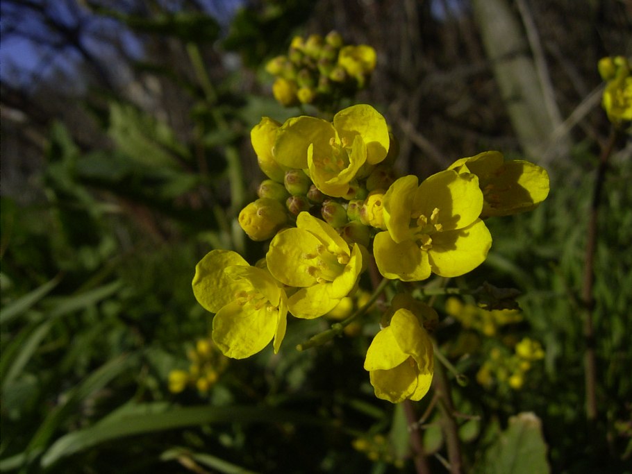 Желтое семейство