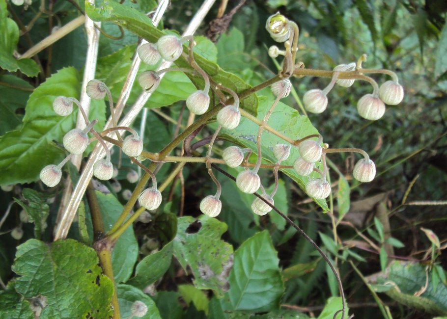 Каперсник Крымский