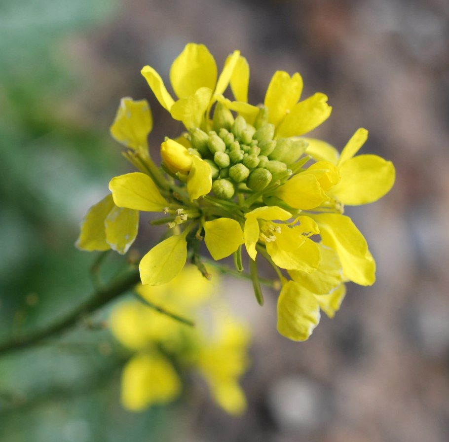 Capparis rosanowiana