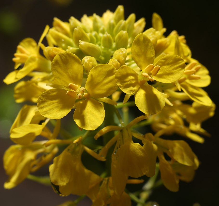 Желтушник Крымский