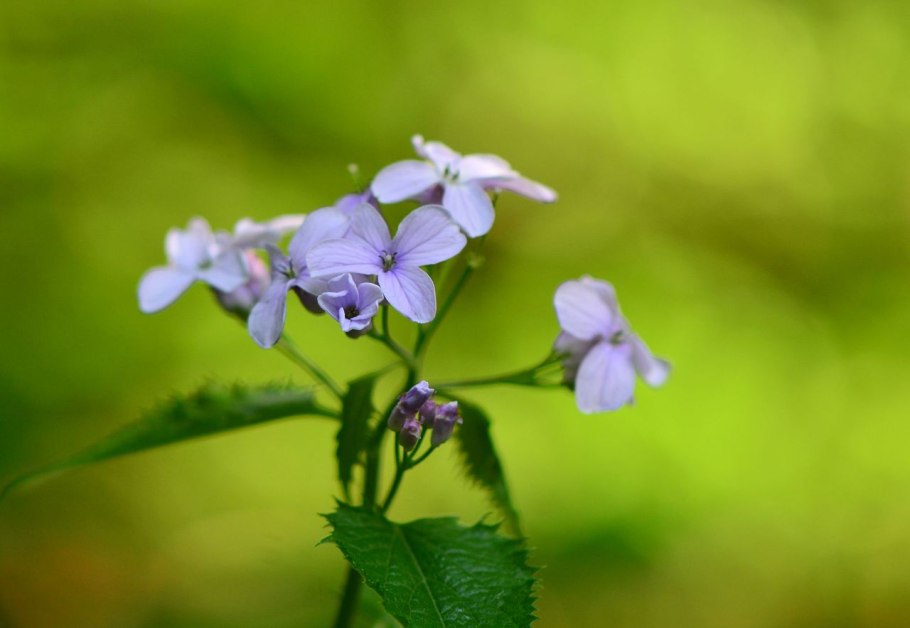 Лунник оживающий (lunaria rediviva)