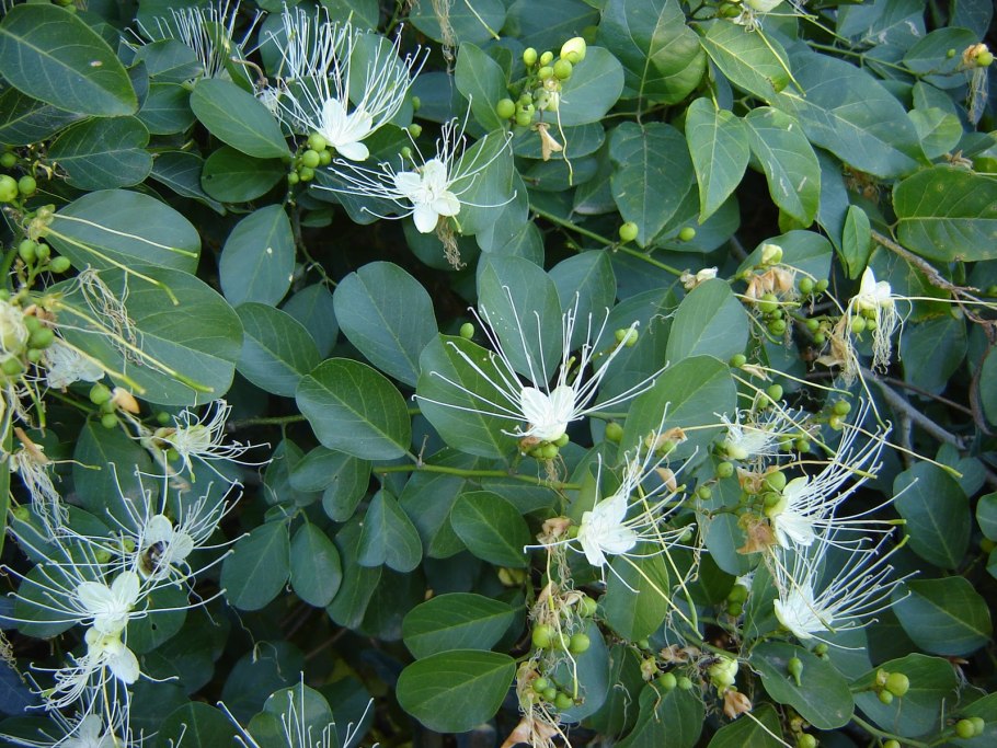 Alliaria officinalis