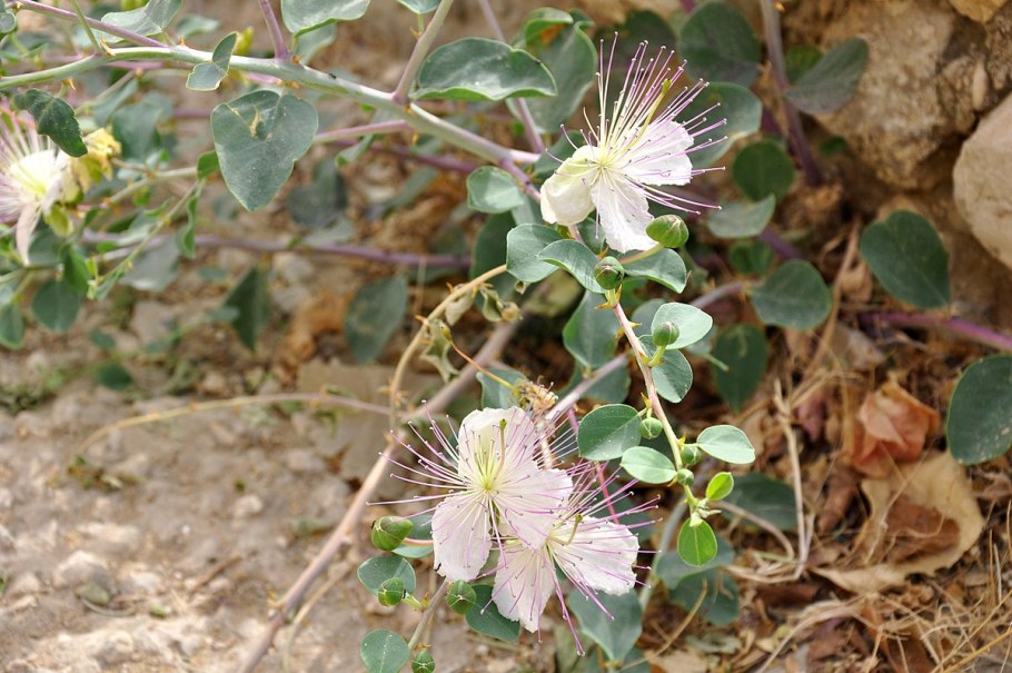 Семена редьки полевой дикой