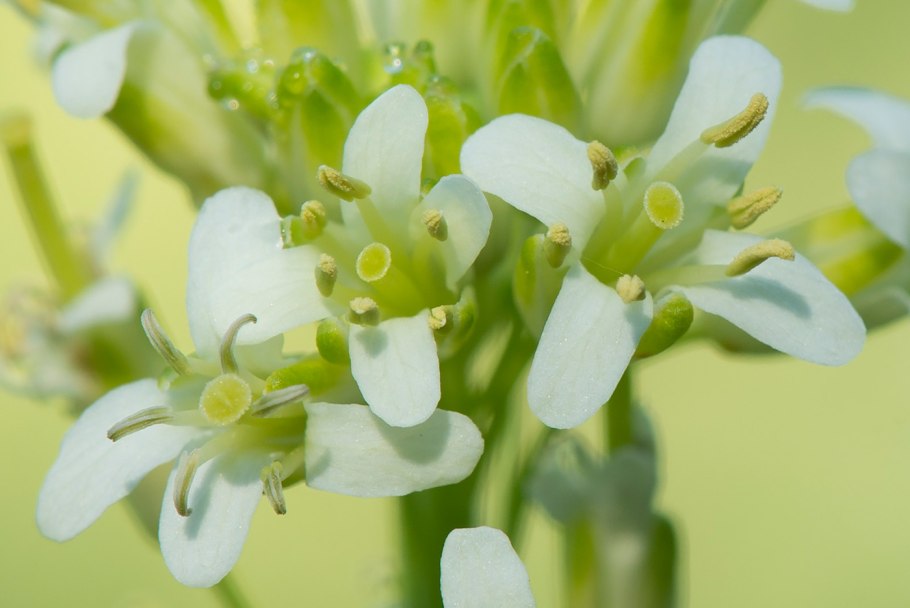 Каперсы дерево