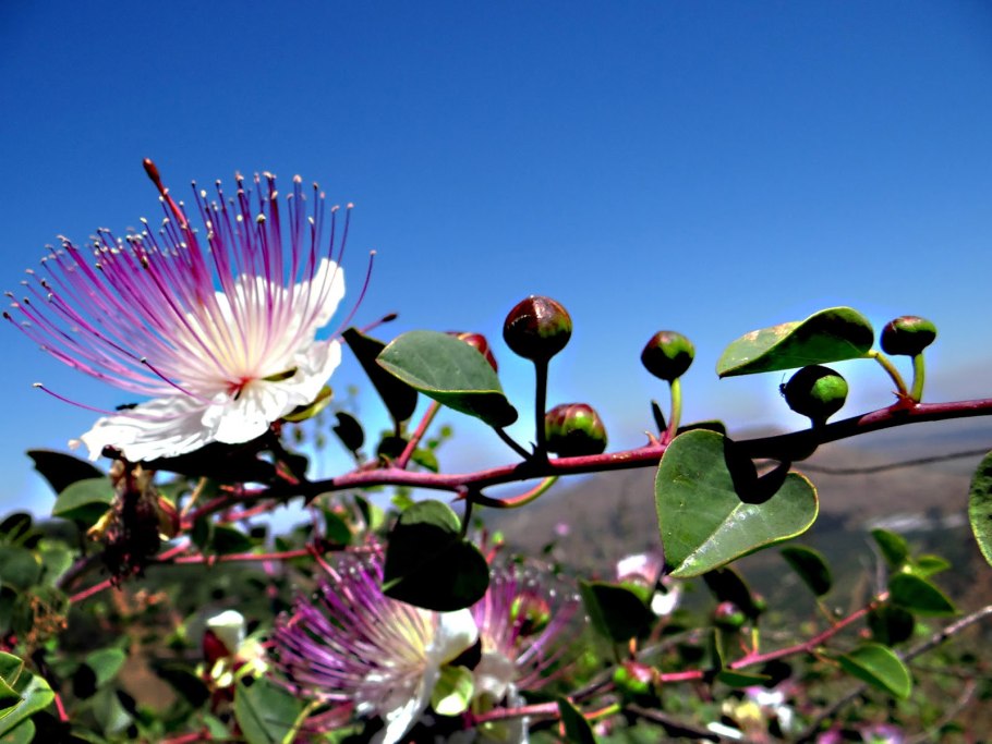 Каперсы колючие (Capparis spinosa)