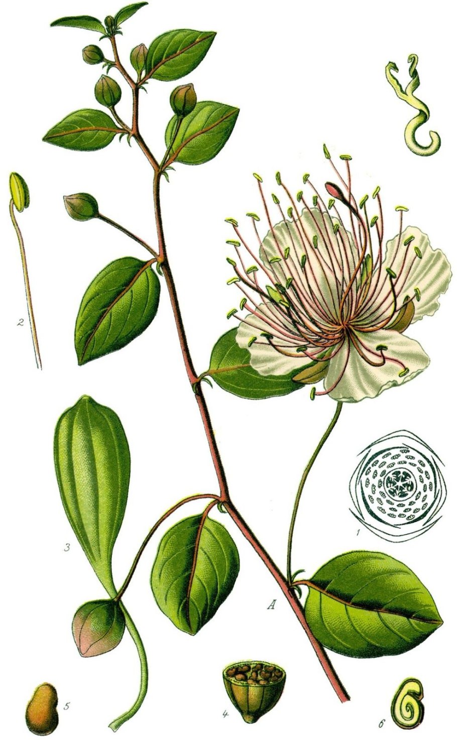Capparis zeylanica