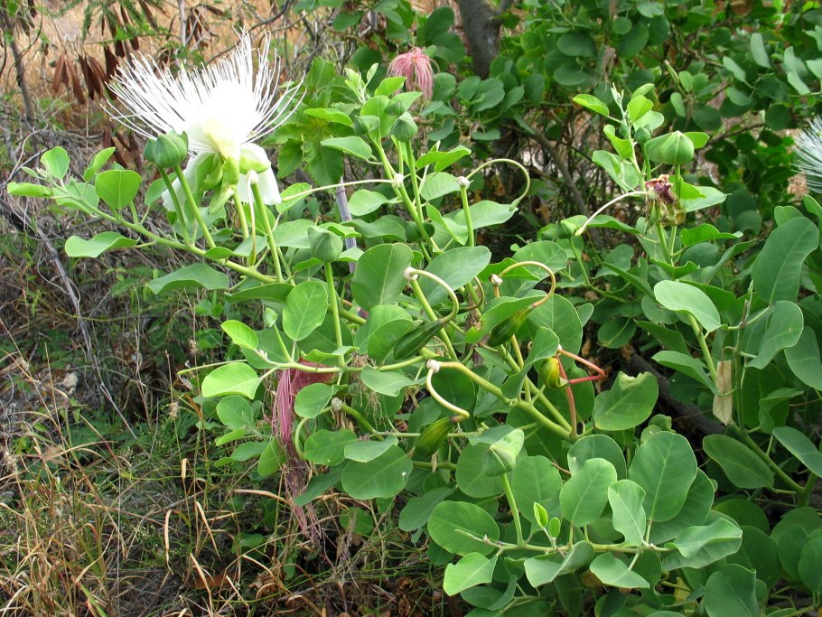 Capparis tomentosa