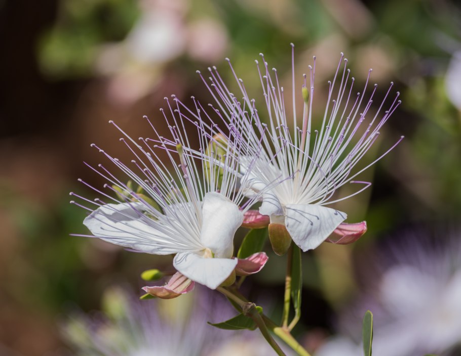 Capparis spinosa листья
