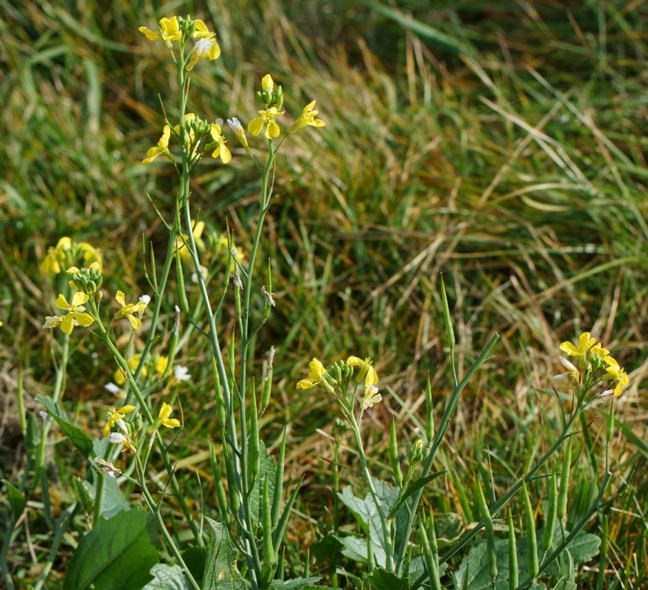 Rorippa Sylvestris Жерушник Лесной