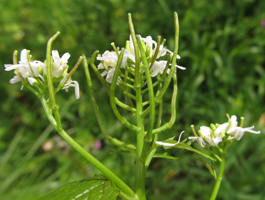 Чесночница черешковая alliaria petiolata