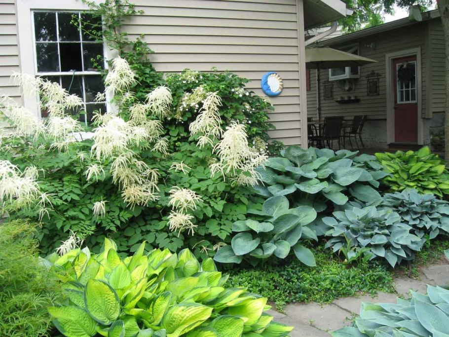 Волжанка китайская (Aruncus sinensis &#96;Zweiweltenkind&#96;)