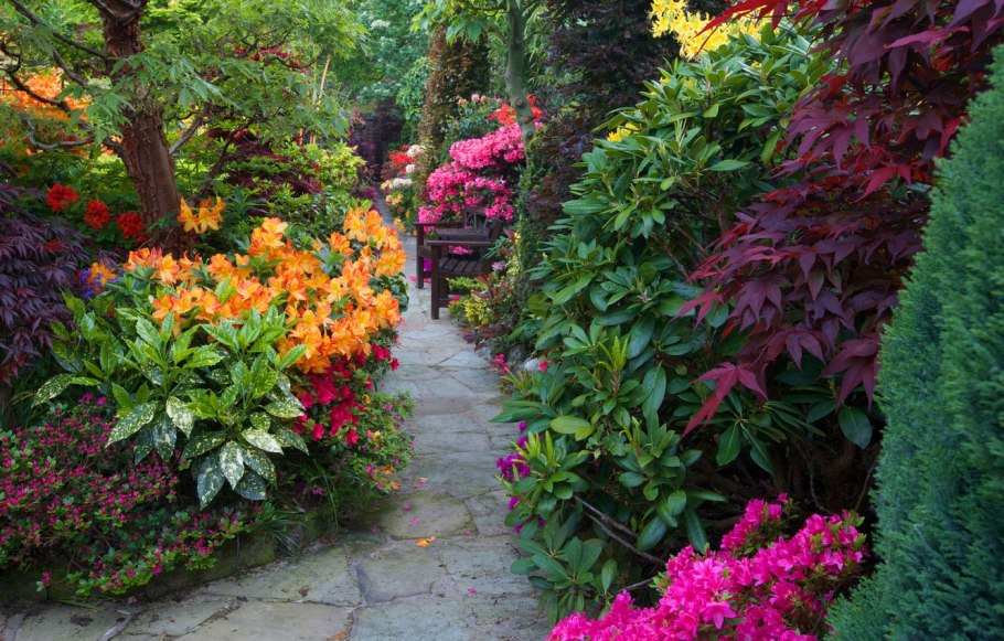 Астильба Арендса Fanal