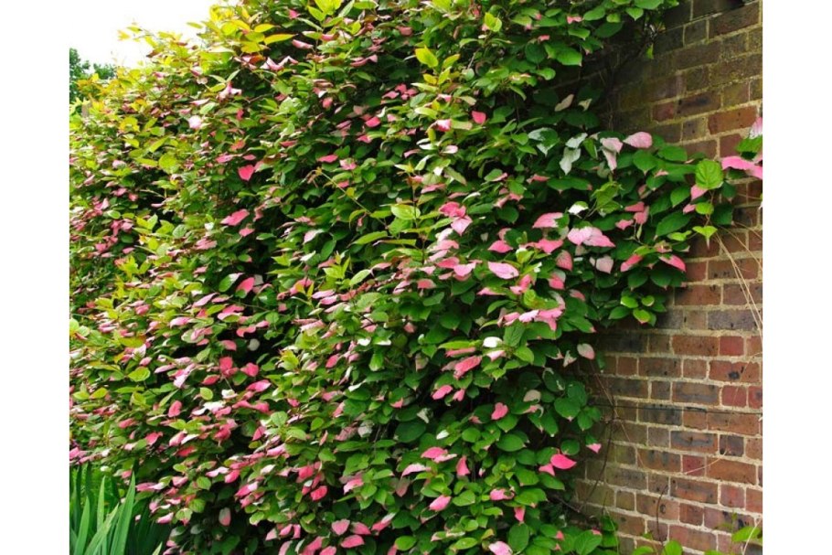 Клумба хосты купена