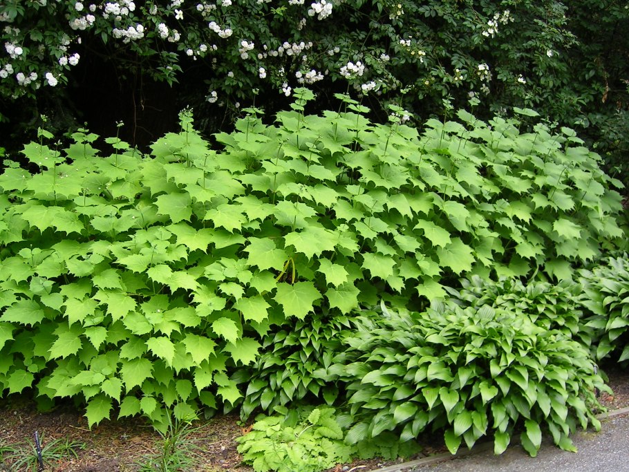 Рододендрон цветет ландшафт