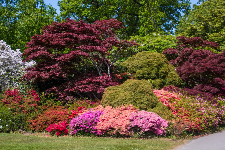 Папоротник страусник на клумбе