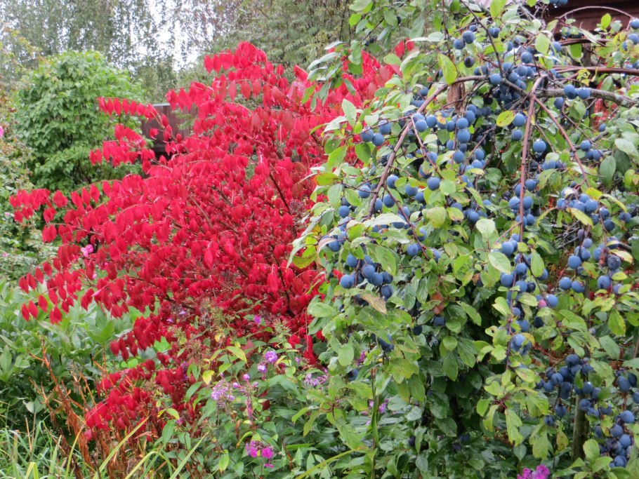 Клумба Хоста и астильба