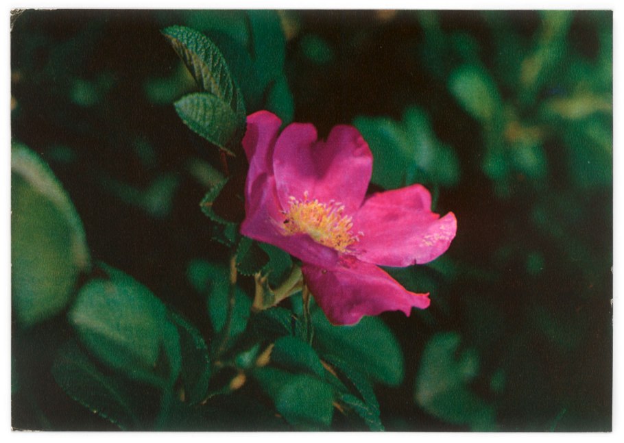 Rosaceae Розоцветные