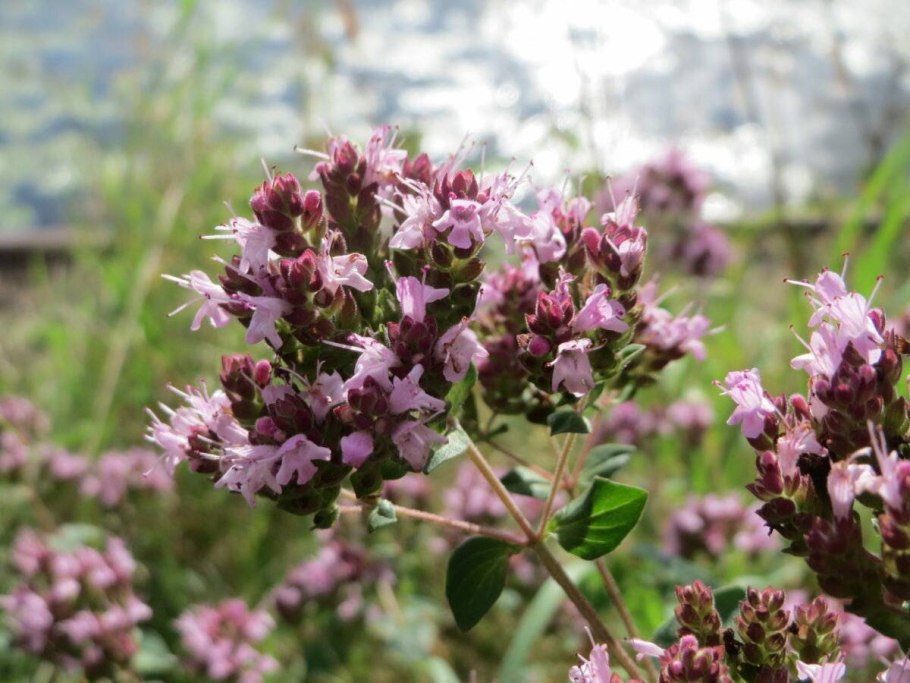 Origanum syriacum