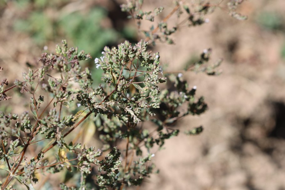 Тимьян чабрец и душица