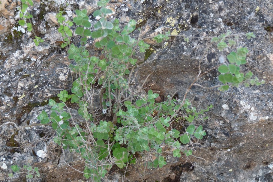Душица сирийская Zaatar