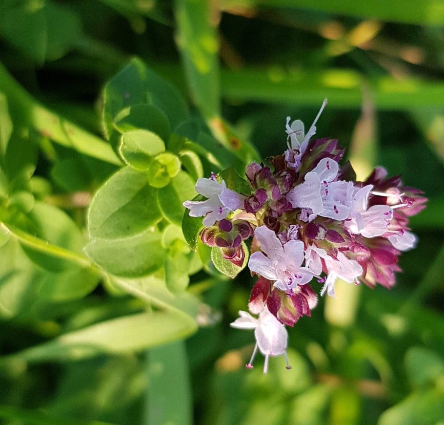Душица душка многолетний майоран вери хот
