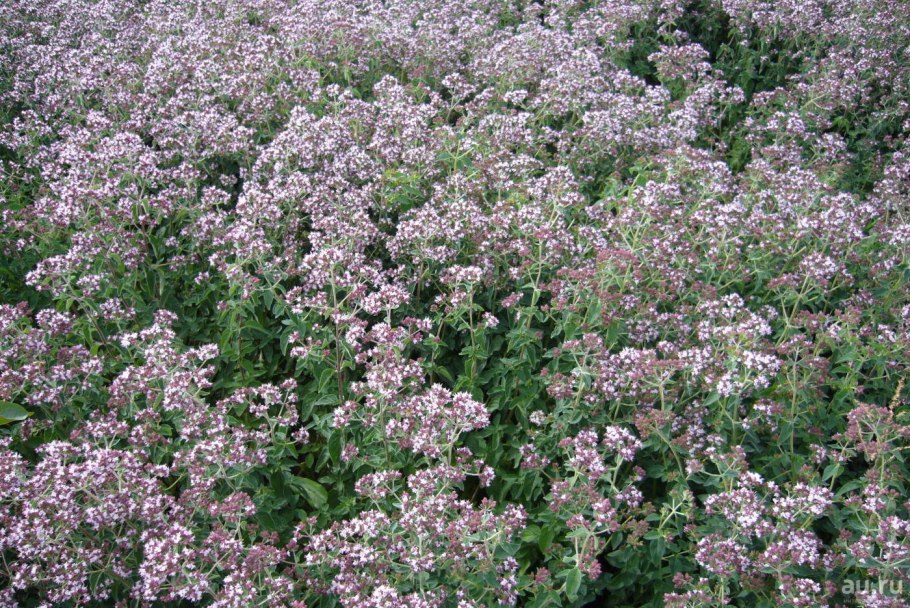 Тимьян и чабрец почвопокровные