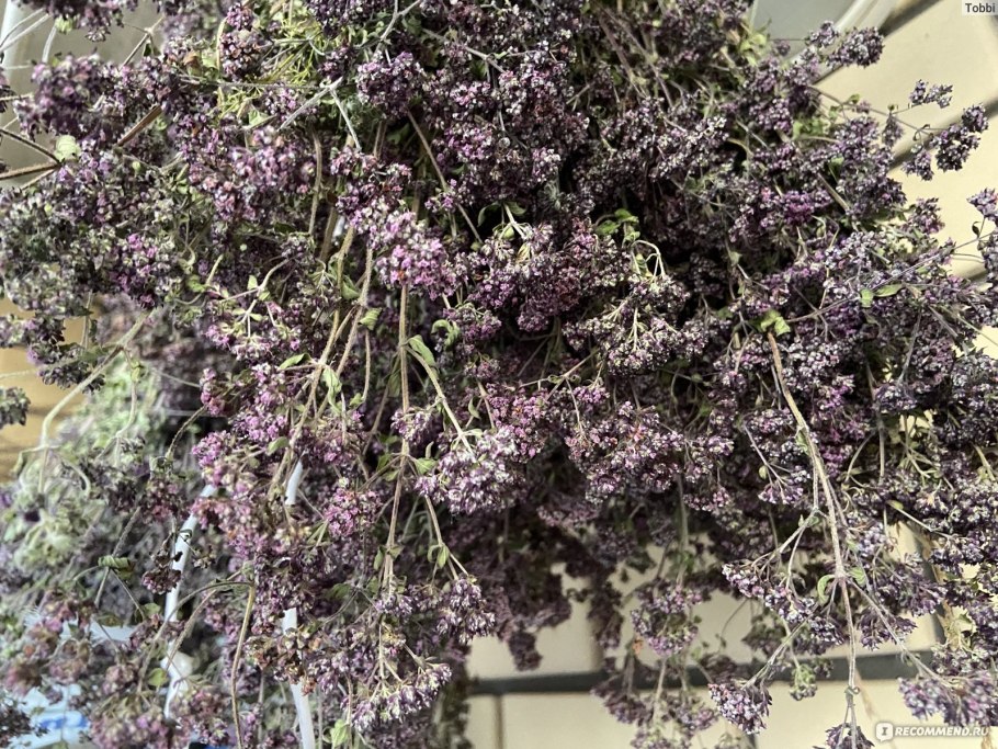 Душица обыкновенная Фея