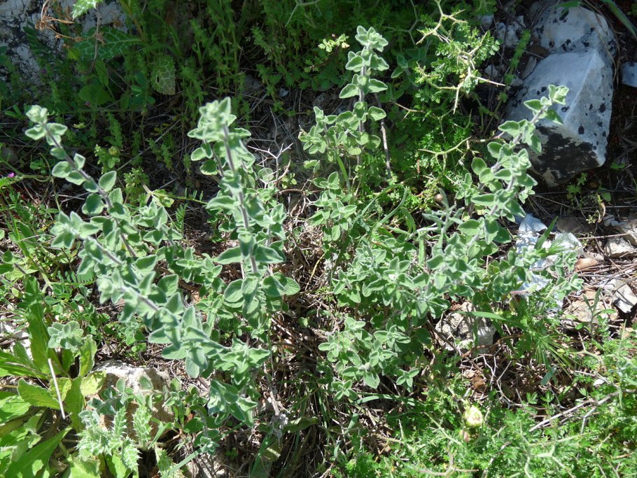 Душица обыкновенная 'Diabolo'