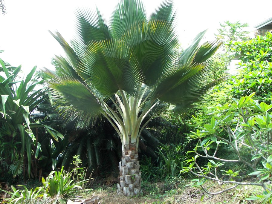 Бразилия Пальма карнауба