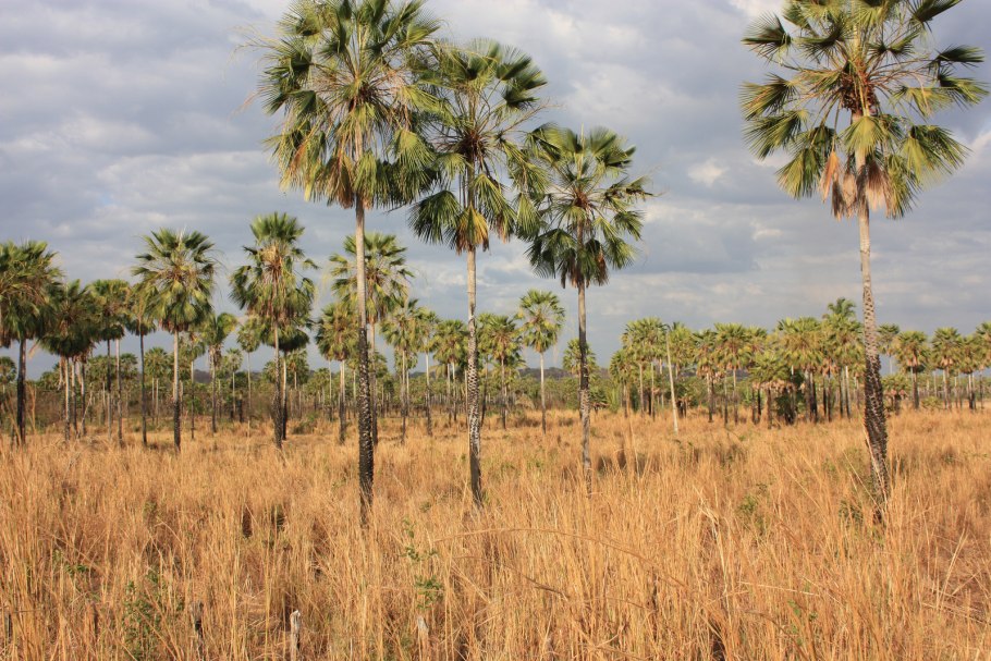 Бразилия Пальма карнауба