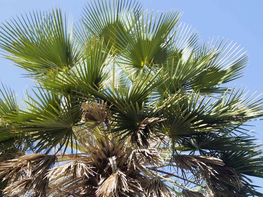 Бразилия Пальма карнауба