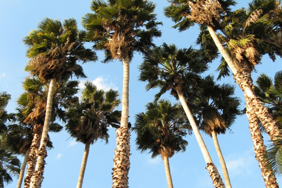 Восковая Пальма карнауба в Бразилии