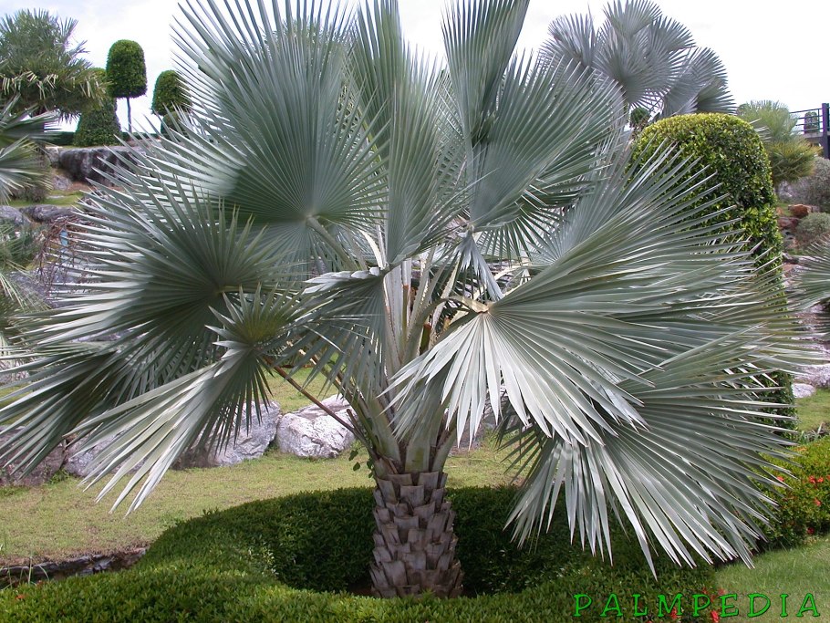 Пальма Коперниция