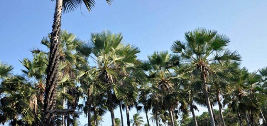 Карнауба (Copernicia Cerifera l.)