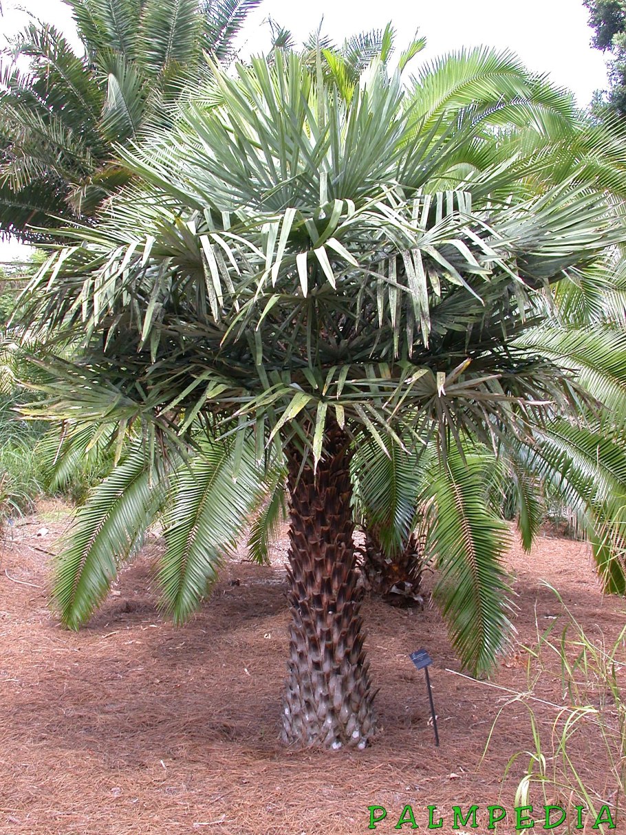 Copernicia prunifera