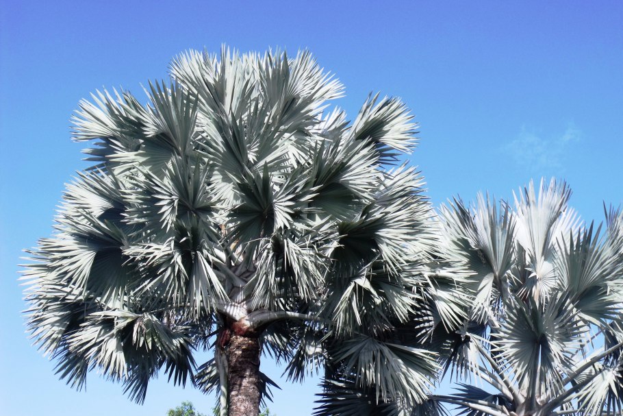 Восковая Пальма карнауба в Бразилии